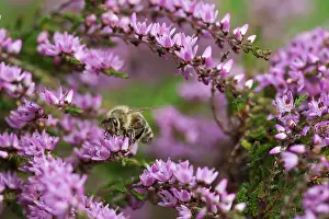 Calluna: Heather, Calluna vulgaris, Purple subject
