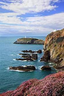 Anglesey: Heather along the cliffs of Anglesey with South