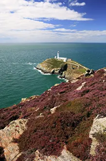 Anglesey: Heather along the cliffs of Anglesey with South