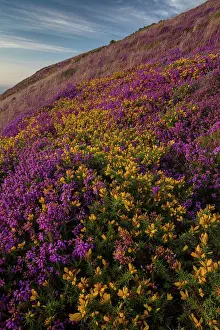 Gorse: Heather and Dwarf Gorse moorland in flower on the