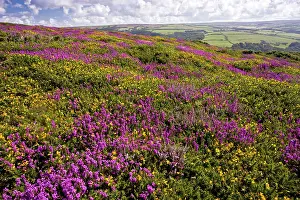Erica: Heather - in full flower
