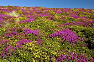Ulex: Heather - in full flower