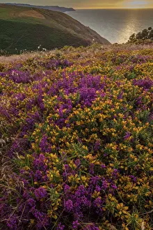 Gorse: Heather and Grass moorland, with Western Gorse and