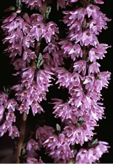 Heaths: HEATHER / Ling - close-up of flowers