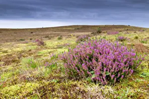 Heaths: Heather - Park Lake