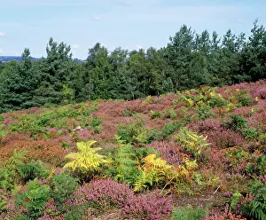 Heaths: Heather & Scots Pine Trees
