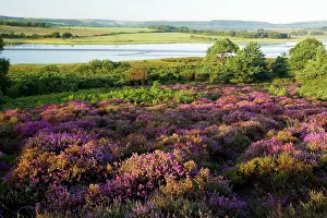 Poole: Heathland at Arne, Purbeck, next to Poole Harbour