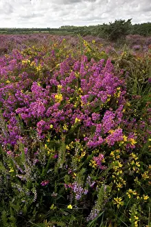 Ling: Heathland with Bell Heather - Ling and Dwarf Gorse