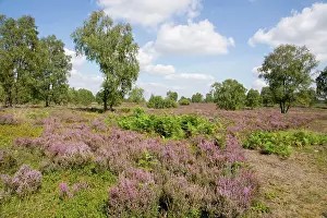 Aonb: Heathland - Cannock Chase AONB