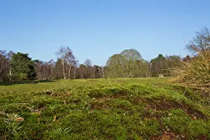 Rspb: Heathland habitat - The Lodge RSPB Nature Reserve