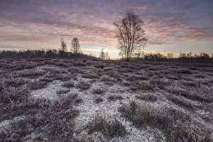 Calluna: Heathland landscape at sunrise, Germany, North