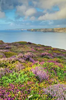 Heathlands: Heathland - North Cliffs - near Camborne
