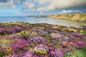 Heathlands: Heathland - North Cliffs - near Camborne