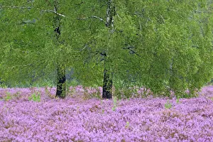 Betula: Heathland, Wietzer Berg, birch trees (Betula) in
