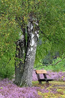 Seat: Heathland, Wietzer Berg, resting bench under birch