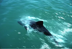 Fins: Heaviside Dolphin - at sea surface