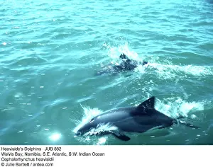 Cephalorhynchus: HEAVISIDES DOLHINS - TWO