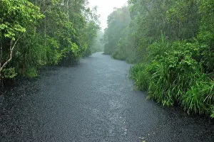 Blackwater: Heavy rain - blackwater river on the way to Camp Leakey