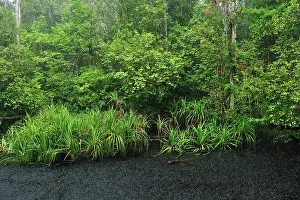 Blackwater: Heavy rain - blackwater river on the way to Camp Leakey