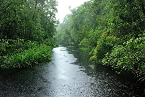 Blackwater: Heavy rain - blackwater river on the way to Camp Leakey