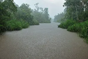 Sekonyer: heavy rain - Sekonyer river with forest