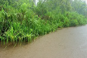 Sekonyer: heavy rain - Sekonyer river with forest