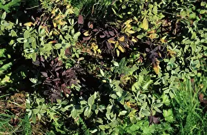 Chlorosis: Hebe Leaf Spot
