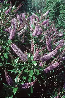Allen Paterson: Hebe Midsummer Beauty