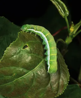 Noctuidae: Hebrew character moth caterpillar