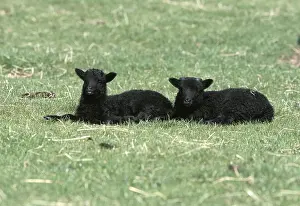 Islets: Hebridean lambs North Uist Island Scotland