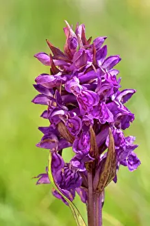 Hebridean: Hebridean Marsh-orchid - Close up of flower