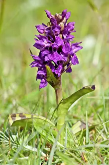 Hebridean: Hebridean Marsh Orchid - Endemic