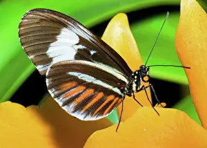 Hecale: Hecale Butterfly