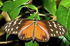 Invertebrates: Hecale Butterfly
