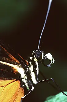 Conservatory: Hecale Longwing Butterfly