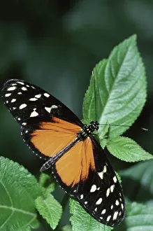Conservatory: Hecale Longwing Butterfly