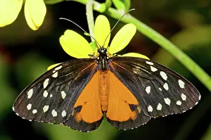 Heliconius: Hecale Longwing Butterfly