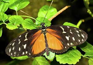 Longwing: Hecale Longwing Butterfly