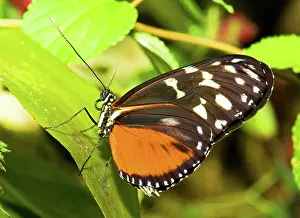Longwing: Hecale Longwing Butterfly