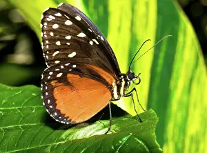 Heliconius: Hecale Longwing Butterfly