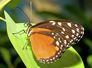 Heliconius: Hecale Longwing Butterfly