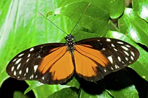 Heliconius: Hecale Longwing Butterfly