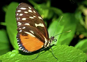 Heliconius: Hecale Longwing Butterfly