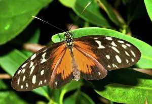 Heliconius: Hecale Longwing Butterfly