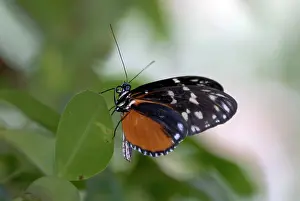 Heliconius: Hecales Longwing Butterfly