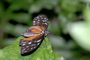Heliconius: Hecales Longwing Butterfly