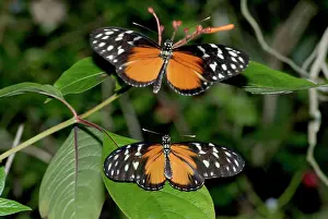 Heliconius: Hecales Longwing Butterfly courtship