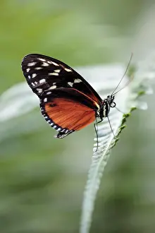 Longwing: Hecales / Tiger Longwing Butterfly - resting on