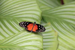 Longwing: Hecales / Tiger Longwing Butterfly - resting on leaf