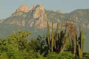 Madre: Hecho Cactus and Sierra Madre Mountains near Alamos
